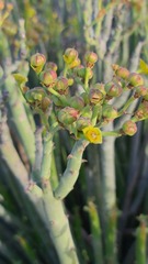 Euphorbia dregeana