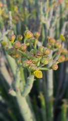 Euphorbia dregeana