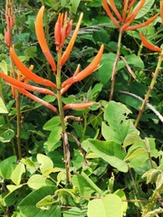 Erythrina leptorhiza