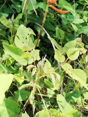 Erythrina leptorhiza