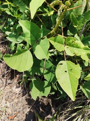 Erythrina leptorhiza