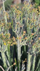 Euphorbia dregeana