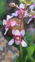 Cyanella orchidiformis