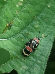 Alagoasa trifasciata