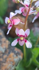 Cyanella orchidiformis