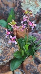 Cyanella orchidiformis