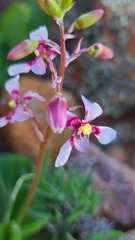 Cyanella orchidiformis