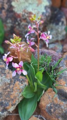 Cyanella orchidiformis