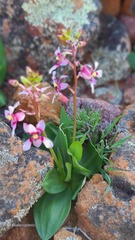 Cyanella orchidiformis