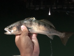 Atractoscion nobilis