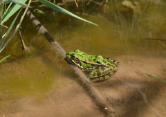 Pelophylax kurtmuelleri