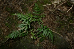 Asplenium appendiculatum appendiculatum