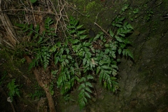 Asplenium appendiculatum appendiculatum