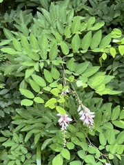 Indigofera decora