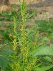 Rumex palustris