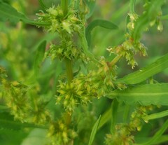 Rumex palustris