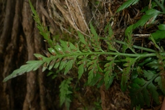 Asplenium appendiculatum appendiculatum