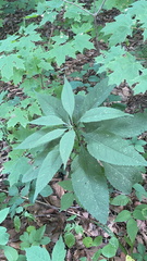 Eutrochium purpureum