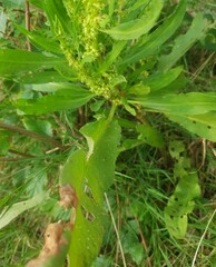 Rumex palustris