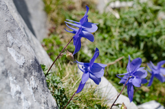 Aquilegia pyrenaica
