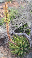 Aloe melanacantha