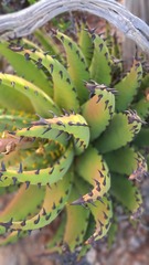 Aloe melanacantha