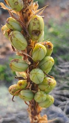 Aloe melanacantha