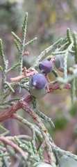 Juniperus seravschanica