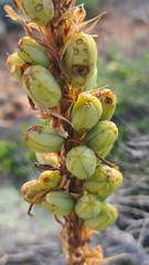 Aloe melanacantha