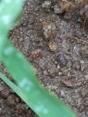 Tetramorium lanuginosum