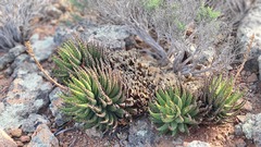Aloe melanacantha