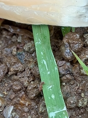 Tetramorium lanuginosum