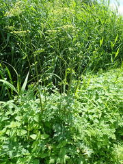 Heracleum sphondylium sibiricum