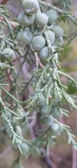 Juniperus seravschanica
