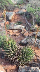 Aloe melanacantha