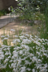 Trichophorum alpinum