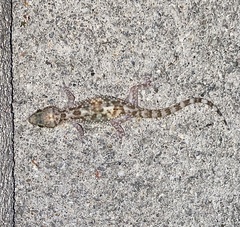 Hemidactylus turcicus