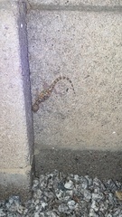 Hemidactylus turcicus