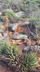Aloe melanacantha