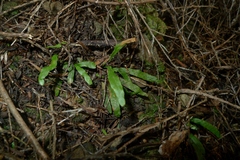 Notogrammitis ciliata