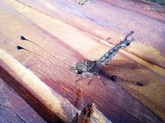 Proctarrelabis capensis