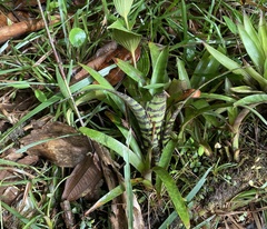 Werauhia vittata