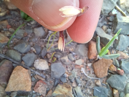 Image of Hesperantha radiata by (c) Danie Palm, some rights reserved (CC BY)
