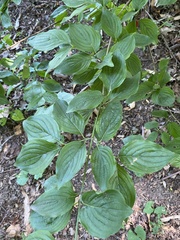 Cornus