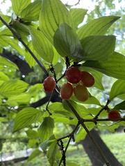 Cornus