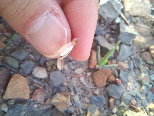 Image of Hesperantha radiata by (c) Danie Palm, some rights reserved (CC BY)