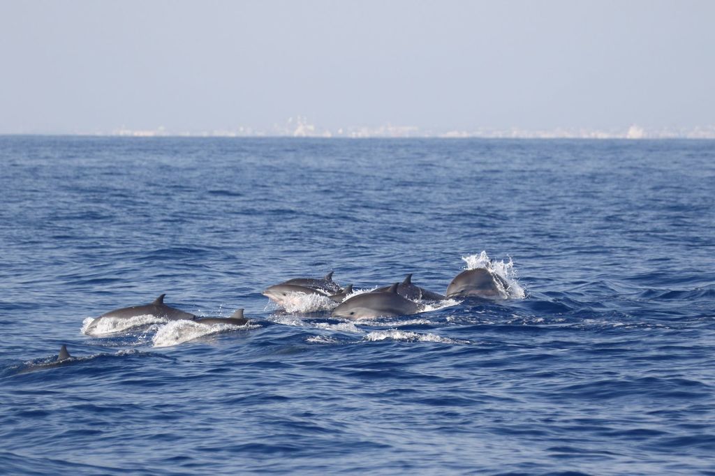 Pod of Fraser's dolphins porpoising together