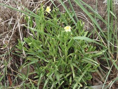 Talinum fruticosum