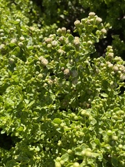 Baccharis pilularis pilularis