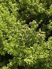 Baccharis pilularis pilularis